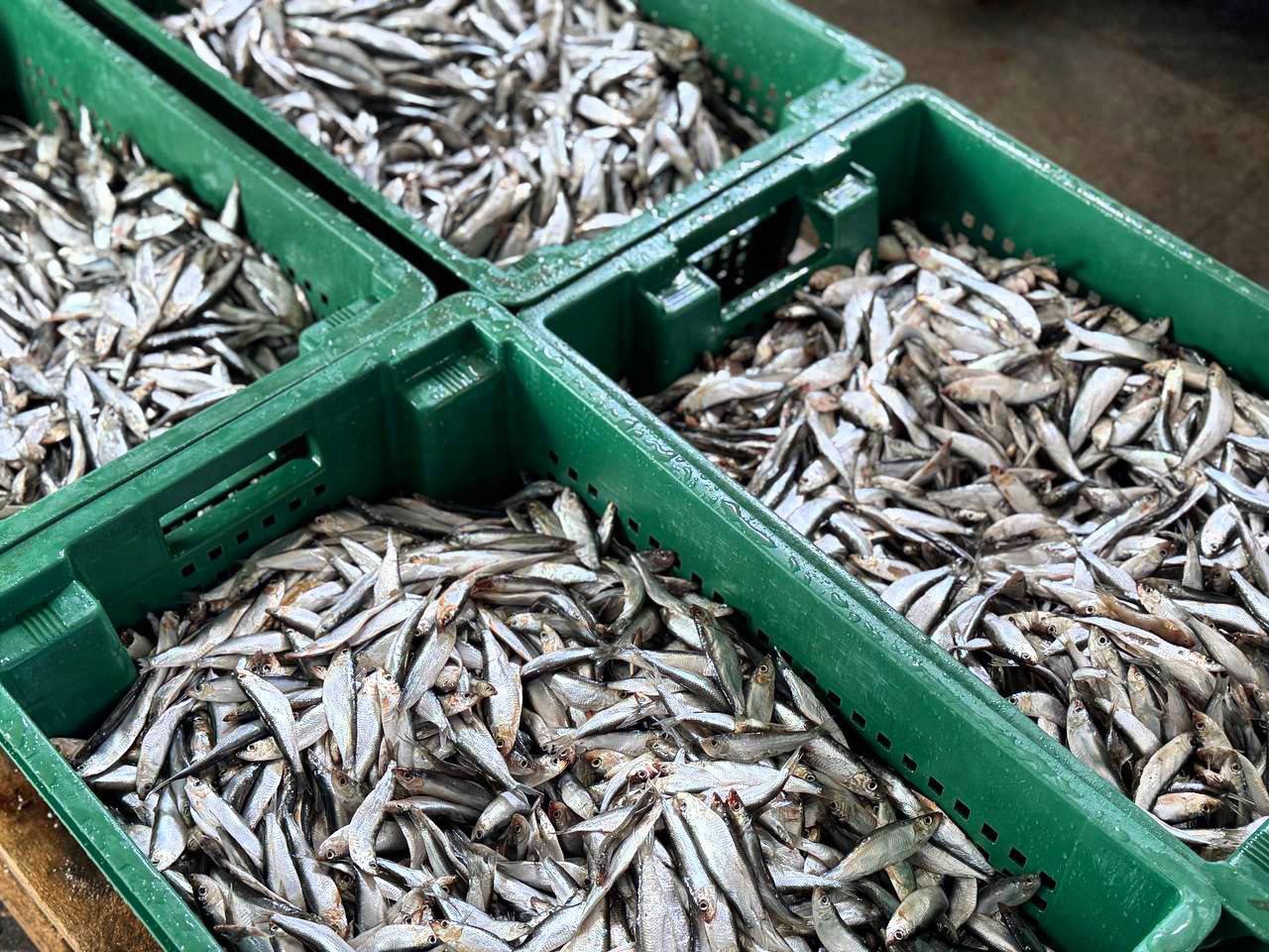 Более 7 тысяч тонн рыбы переработали рыбные заводы Дагестана в 2025 году